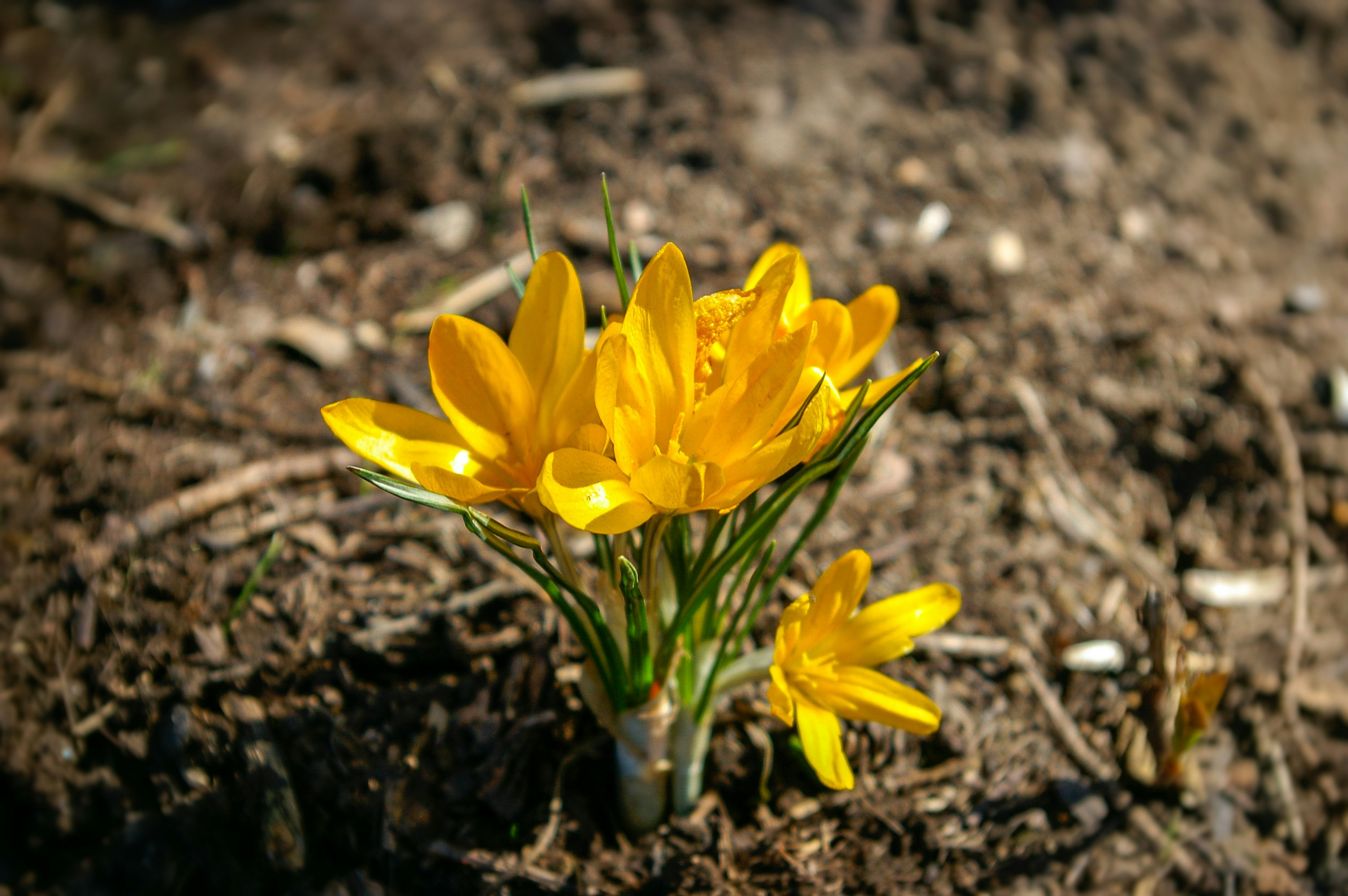 yellow daffodils in bloom during daytime